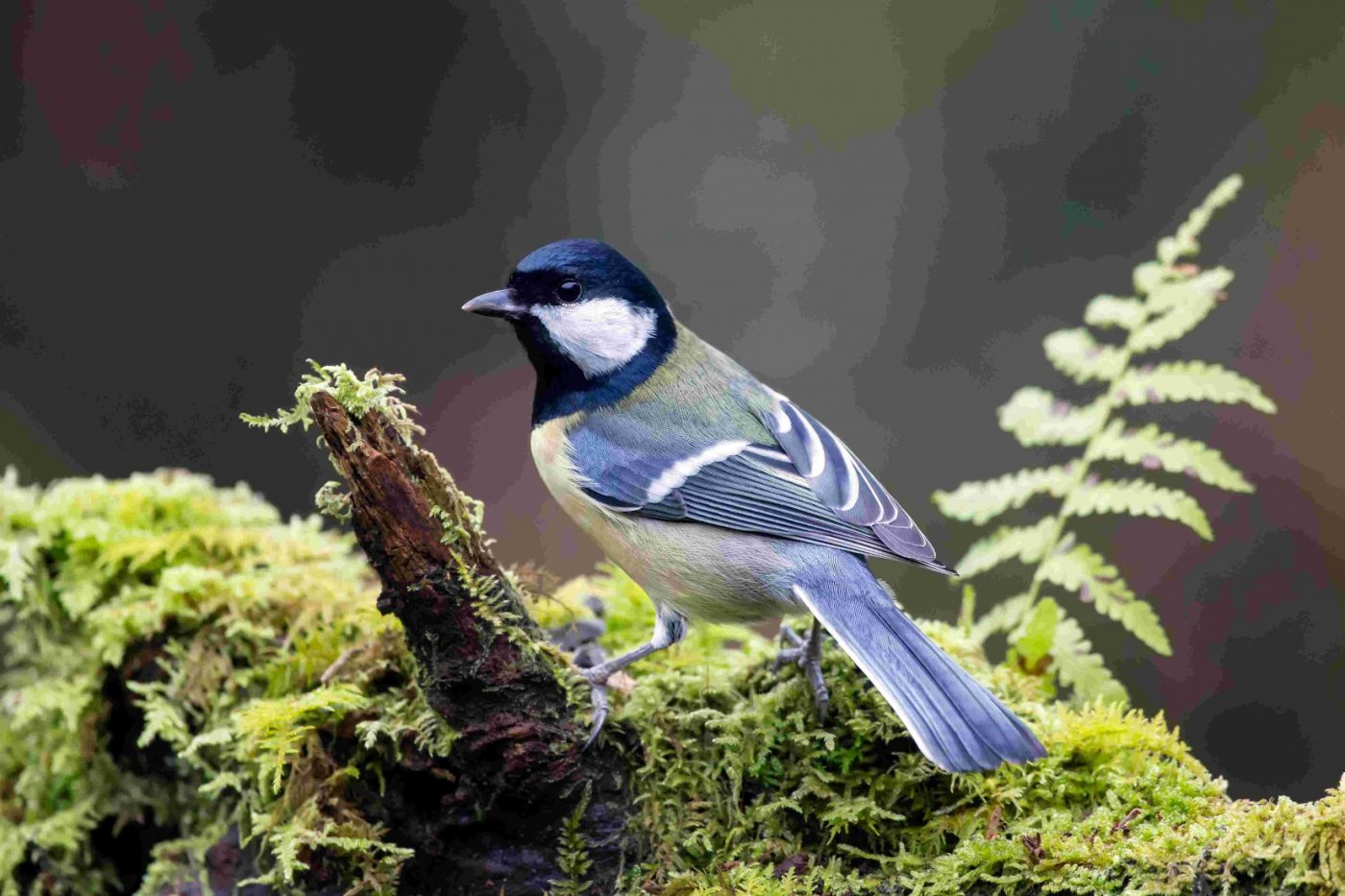 Rencontre avec les oiseaux des jardins : les observer et les reconnaître, 5 May | Event in La Valette-du-Var