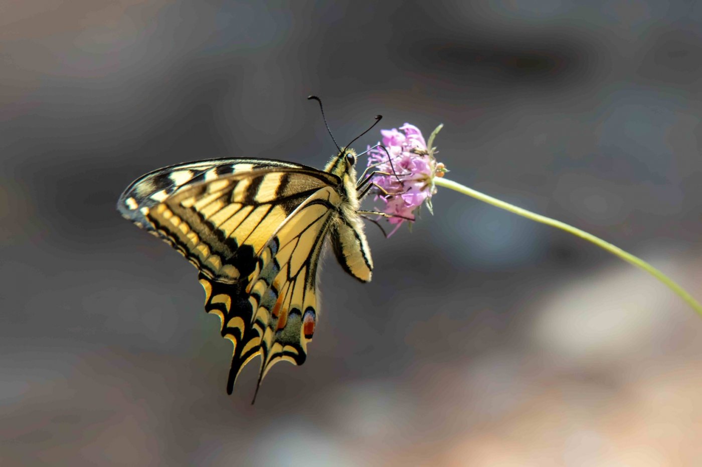 Découverte de la biodiversité de Toulon, 24 June | Event in Toulon | AllEvents