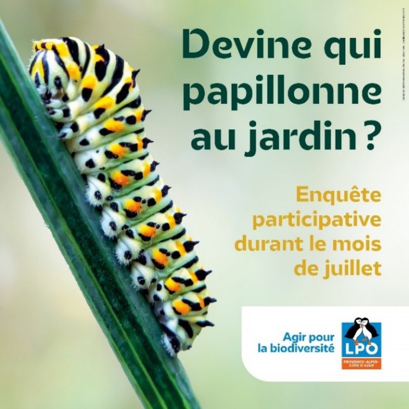 Devine qui papillonne ? Observer et reconnaître les papillons, 6 July | Event in Toulon | AllEvents
