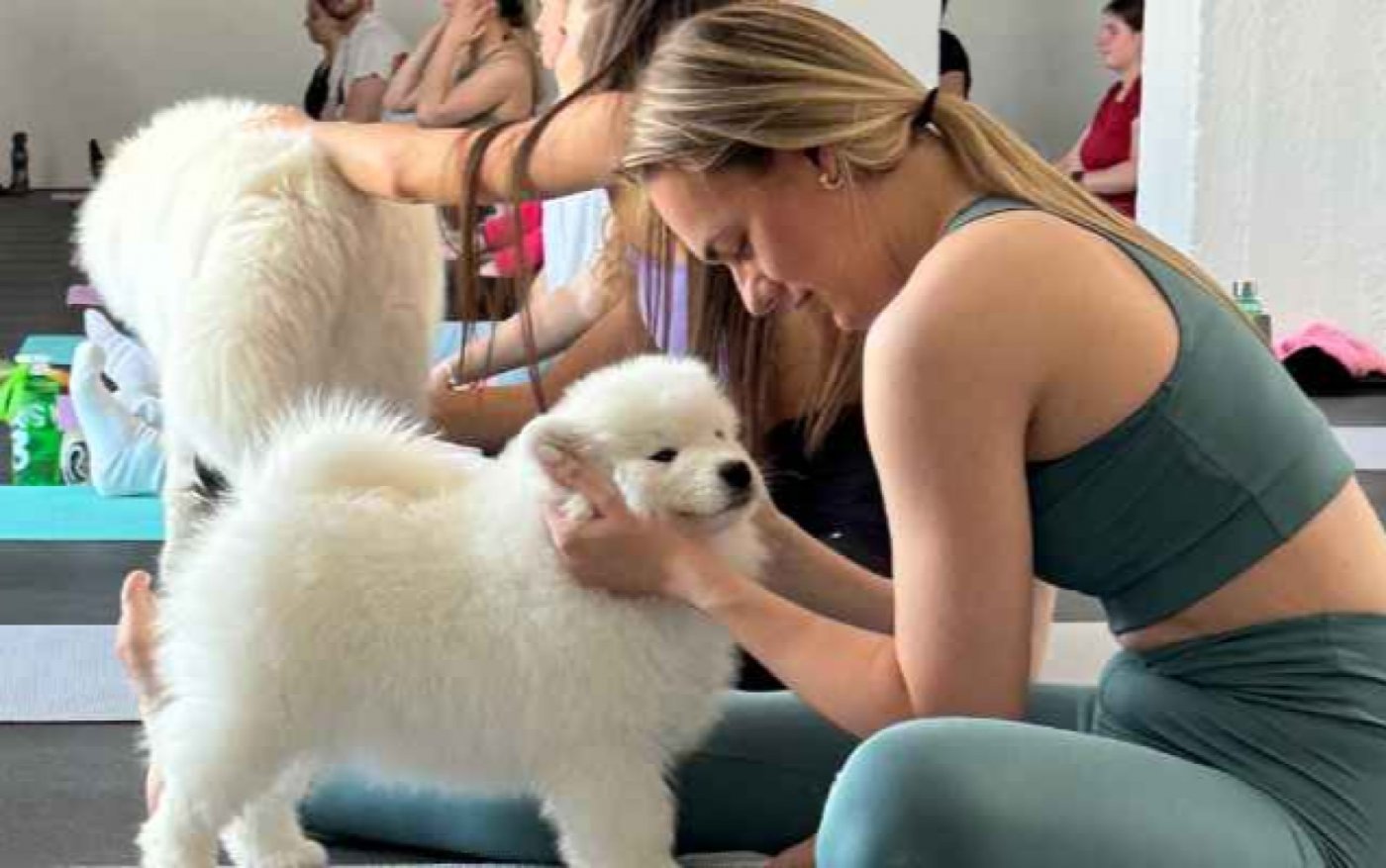 🐾 PetsYoga v Trnave – víkend, ktorý si zamiluješ!, 29 November | Event in Trnava | AllEvents