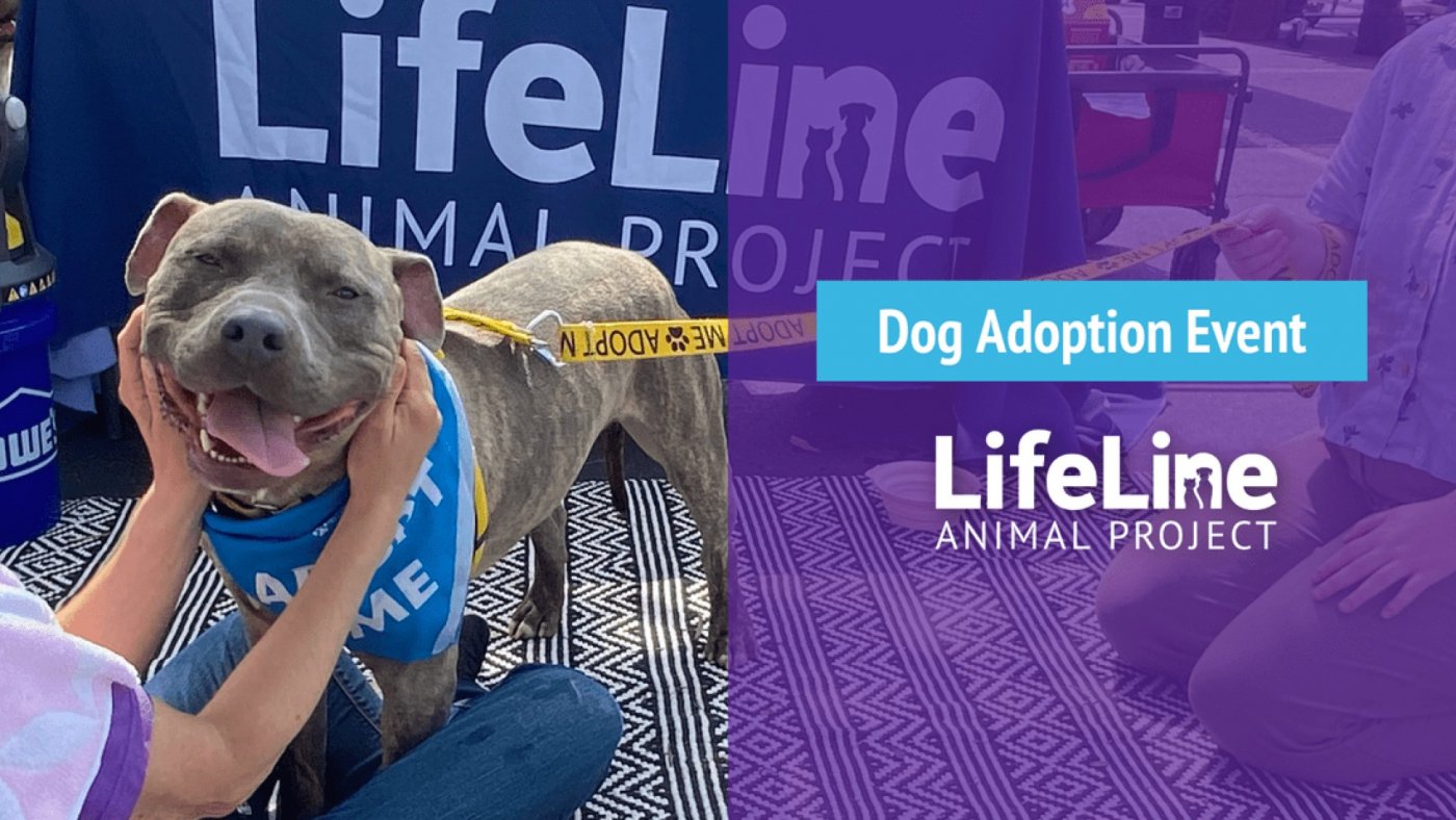 Bark Avenue Dog Adoption Event, 13 December | Event in Atlanta | AllEvents