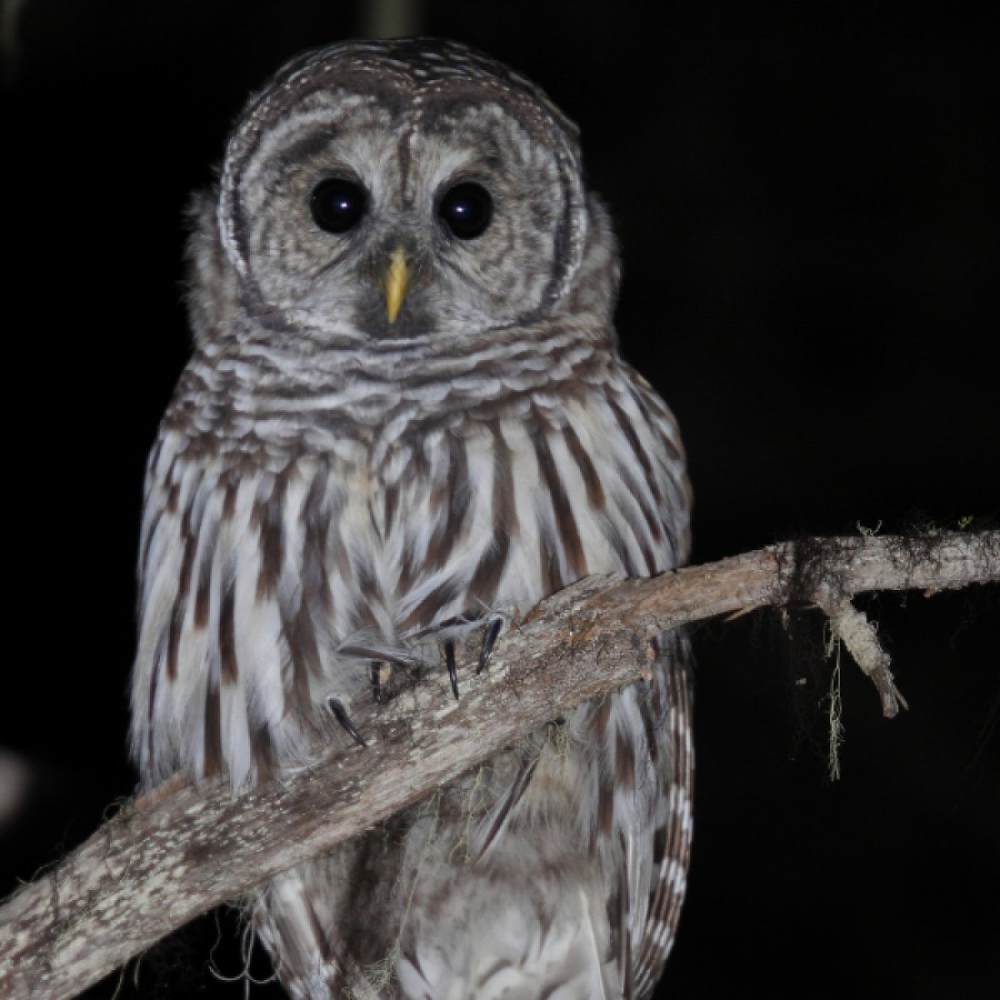 Owl Prowl at CVH Animal Sanctuary, 31 January | Event in Newtown | AllEvents