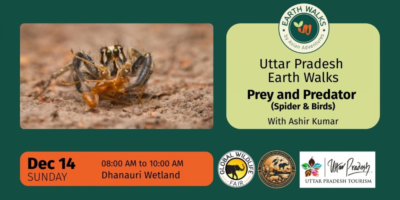 Prey and Predator: Spider & Birds Walk at Dhanauri Wetland, 14 December | Event in Greater Noida | AllEvents