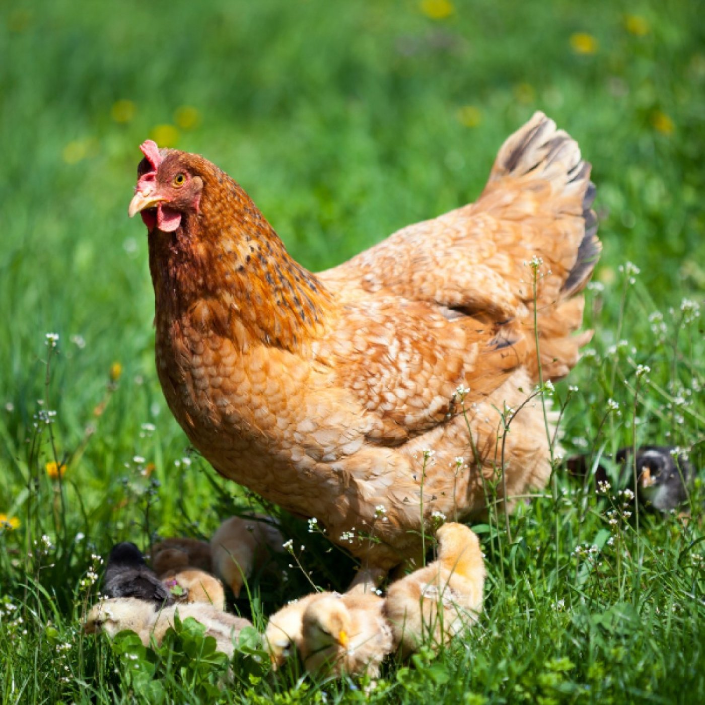 BACKYARD CHICKENS 101, 1 February | Event in Newtown | AllEvents