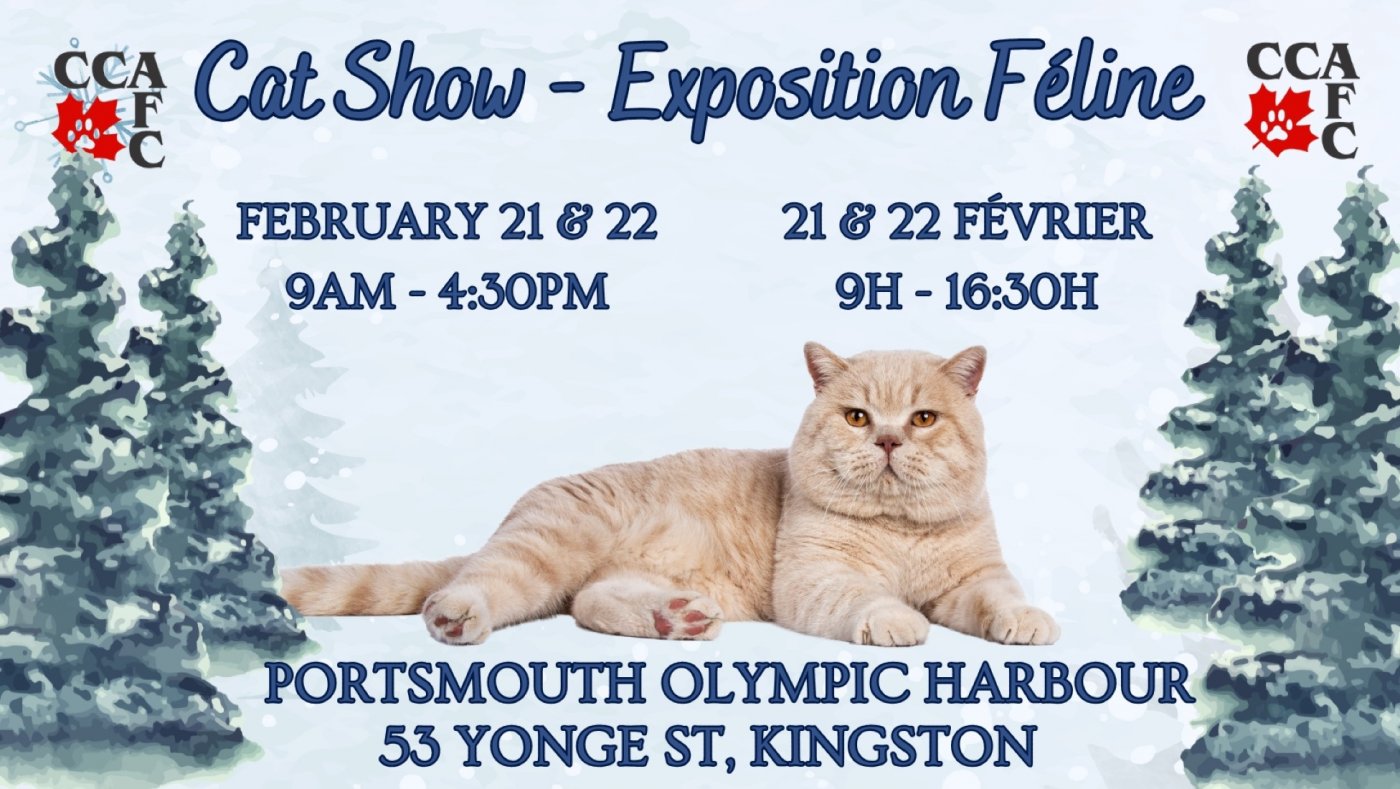 Kingston Cat Show, 21 February | Event in Kingston | AllEvents