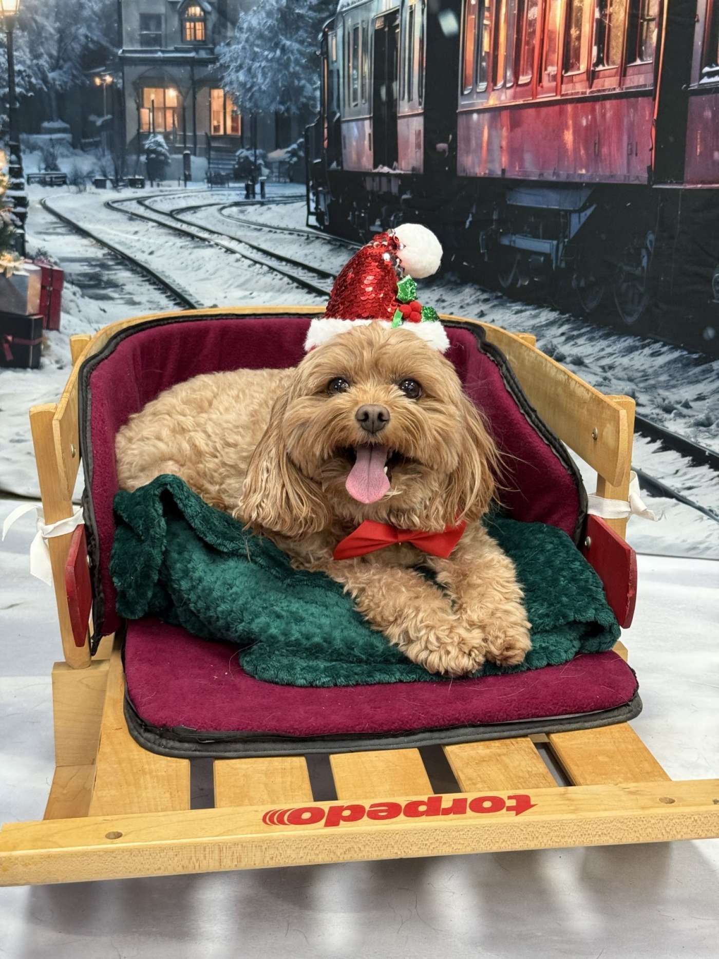 MHS Holiday Photobooth at Rens Pets Heartland, 13 December | Event in Mississauga | AllEvents
