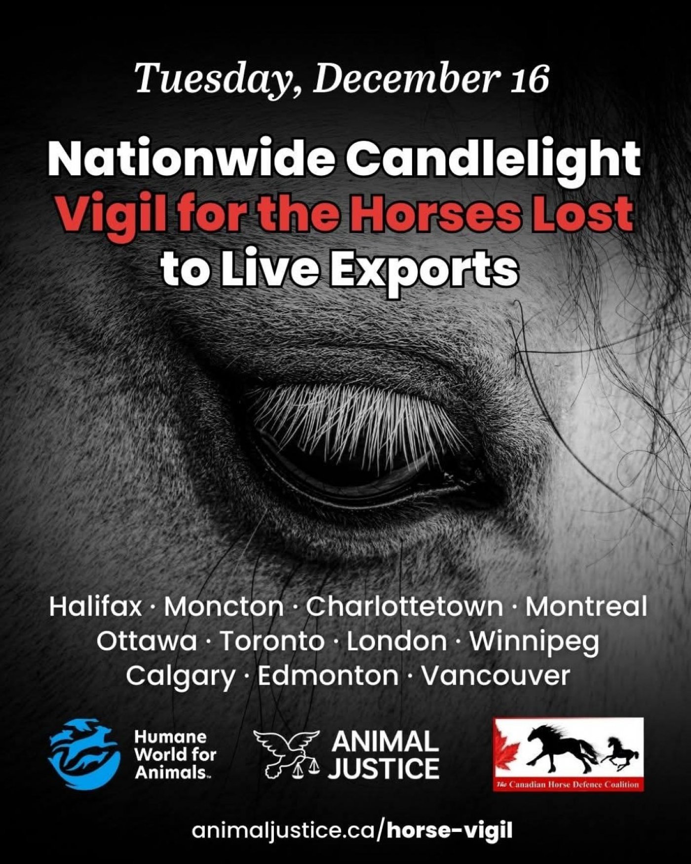 Candlelight Vigil for the Horses Lost to Live Exports, 16 December | Event in Charlottetown | AllEvents