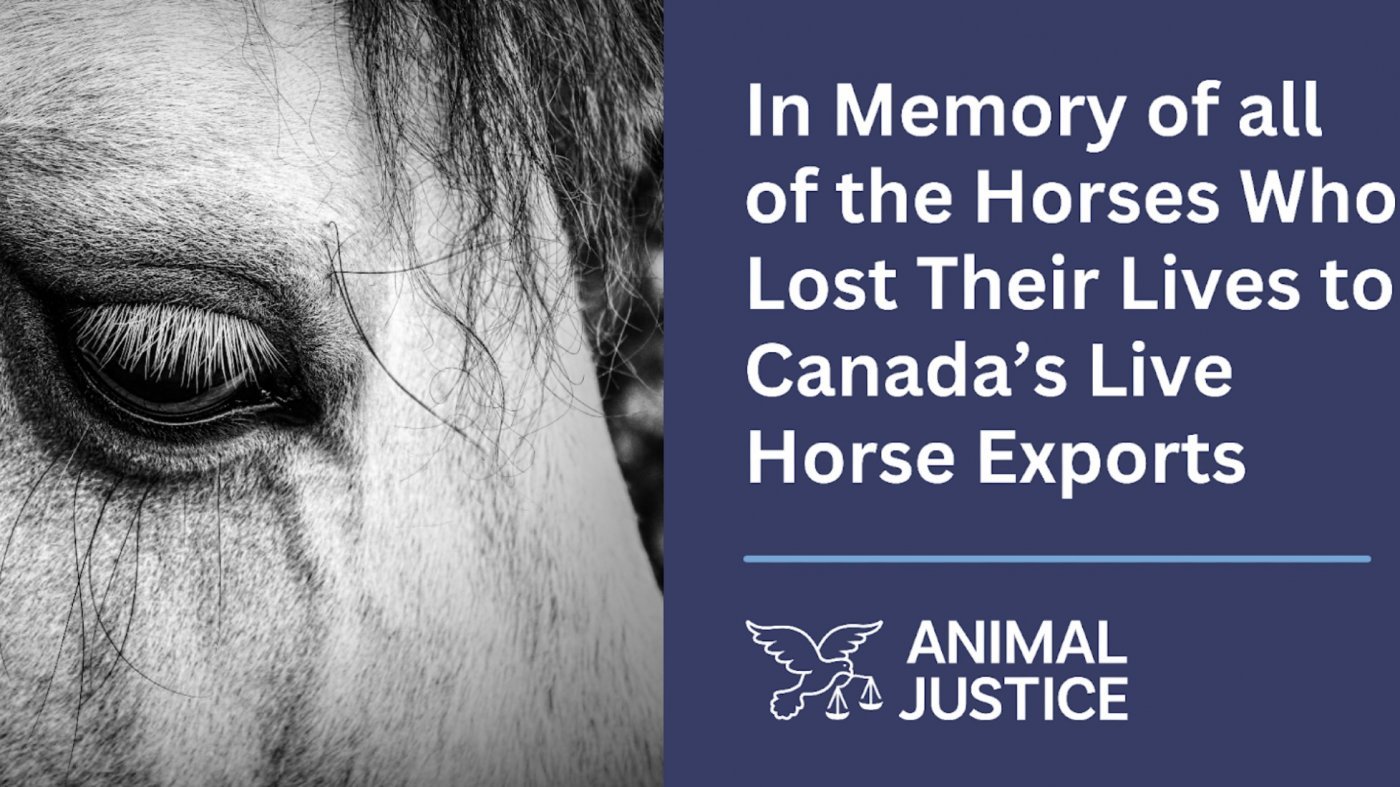 CandleLight Vigil for the Horses Lost to Live Exports, 16 December | Event in Edmonton | AllEvents