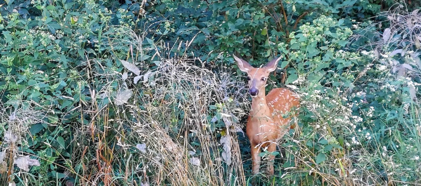 Catherine Chevalier Woods Walk, 12 December | Event in Rosemont | AllEvents