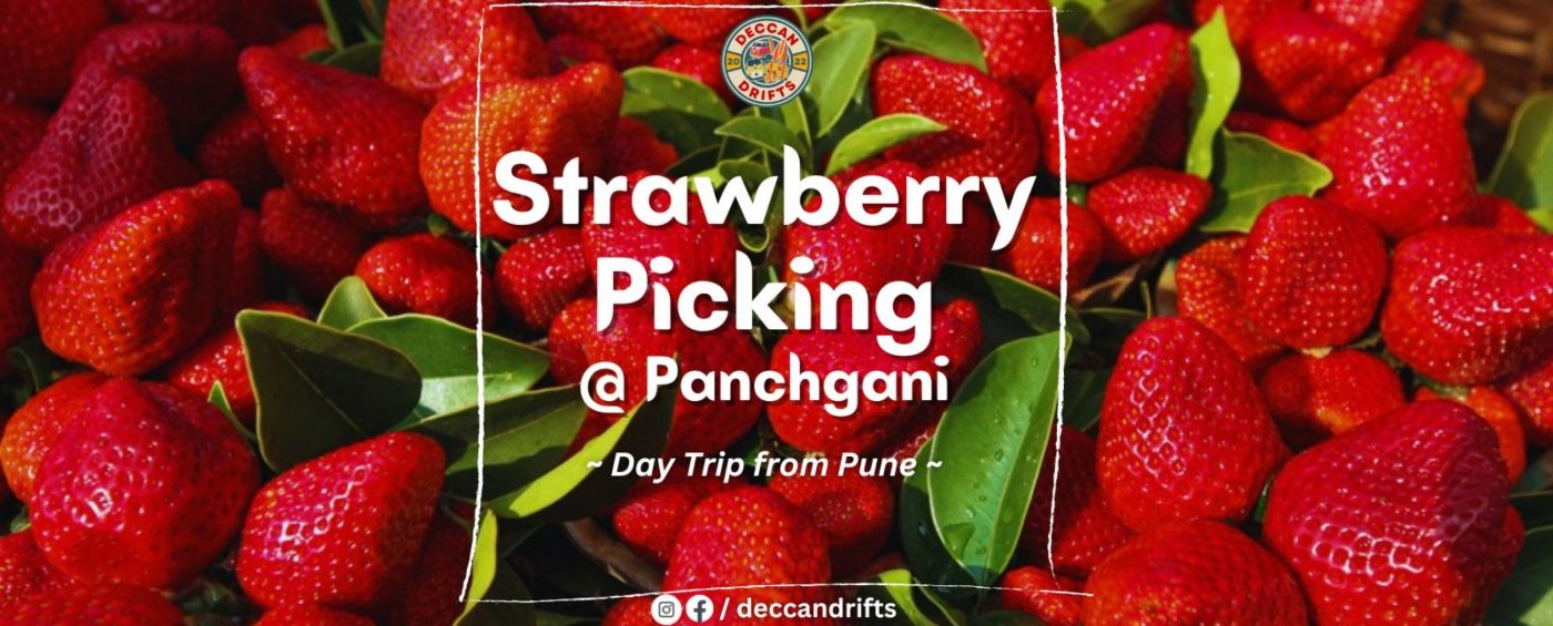 Strawberry Picking & Strawberry Wine Tasting @ Panchgani, 14 December | Event in Pune | AllEvents