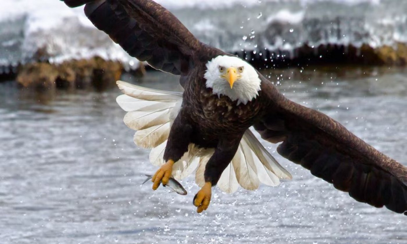 The Dalles Dam Visitor Center hosts 16th annual Eagle Watch