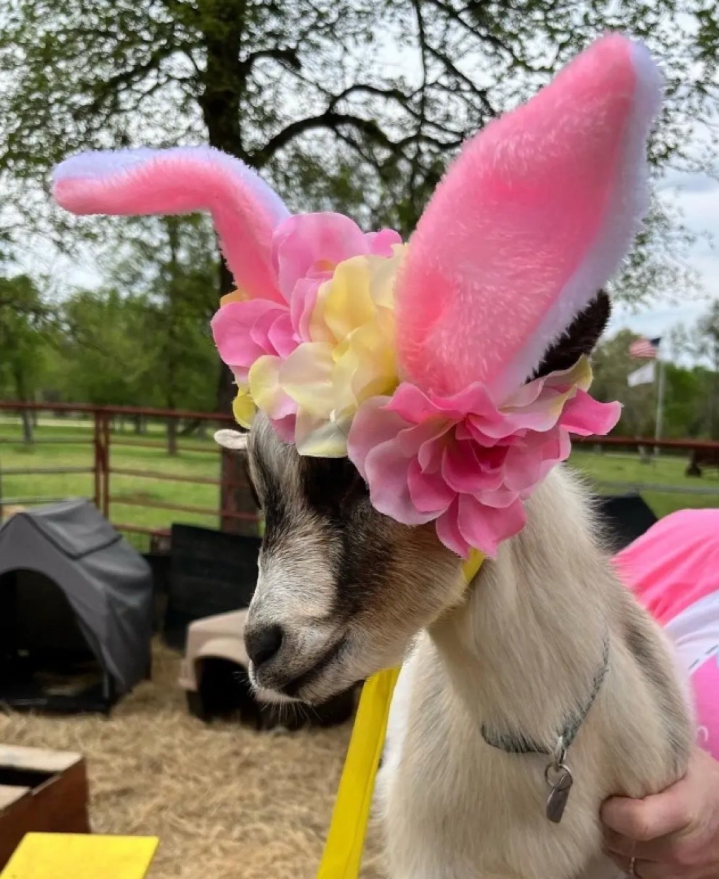 Easter Egg Hunting with GOATS!