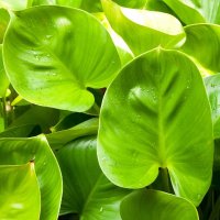 Burlington Garden Center logo