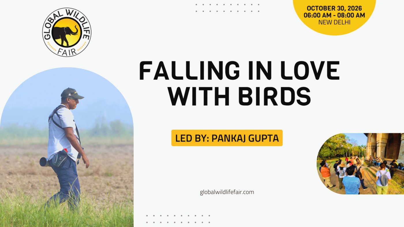 Falling in Love with Birds