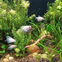 Awesome Aquascaping logo