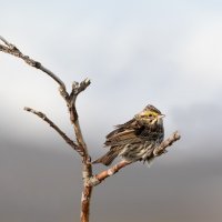 Friends of Puget Prairies logo