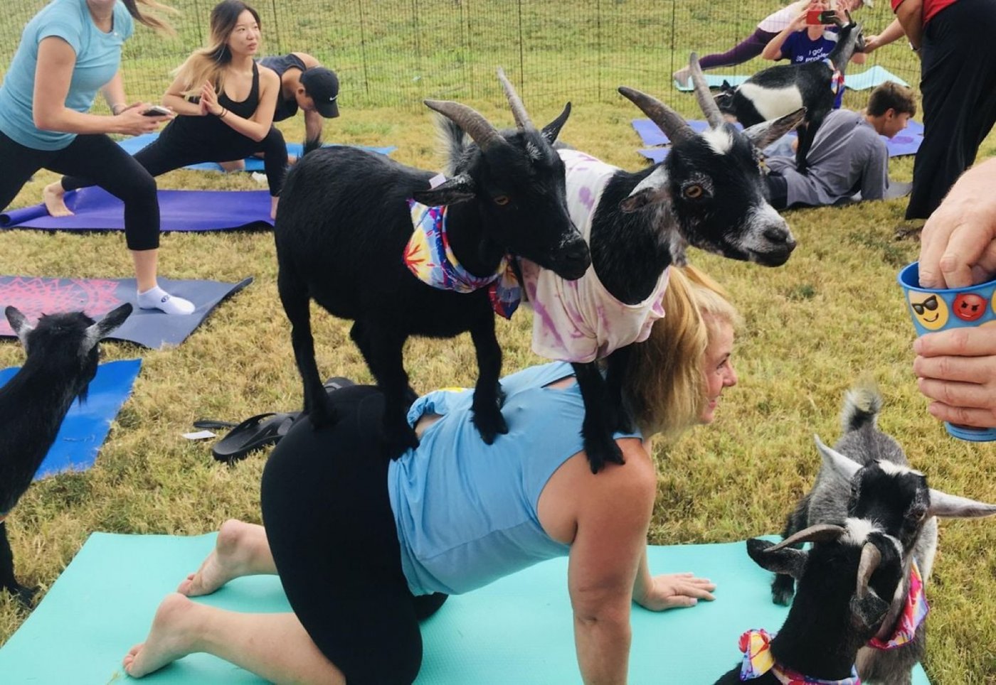 Goat Yoga Class Outside at The Establishment Barn – bring your own mat – cuddle included