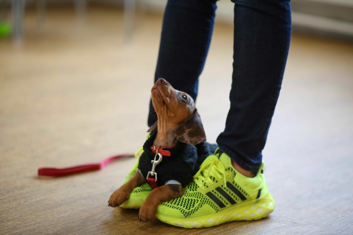 Puppy Training School SW1 Five-Week Course - Saturdays 10am from April 25th