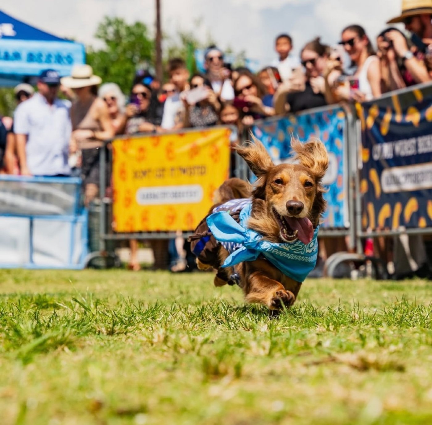 Wiener Dog Derby