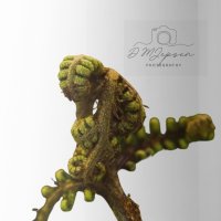 DM Jepsen Photography  logo
