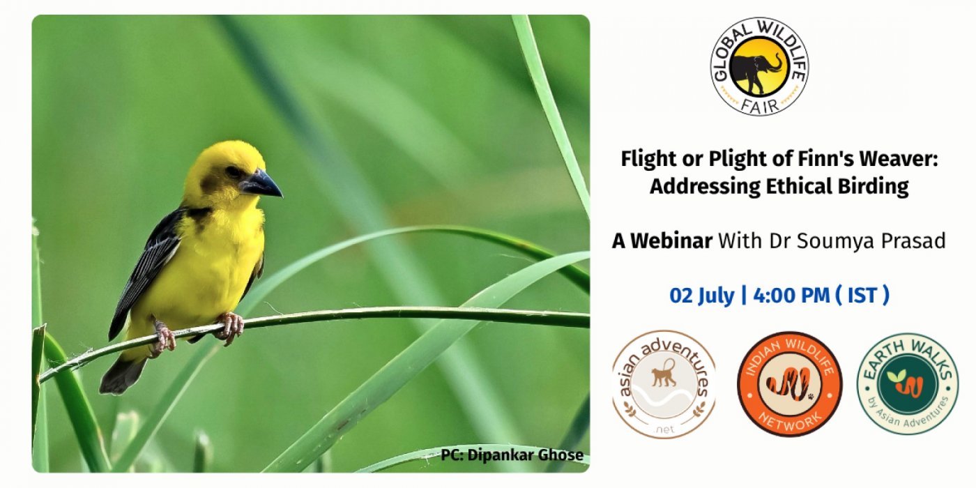 Flight or Plight of Finn's Weaver: Addressing Ethical Birding – online