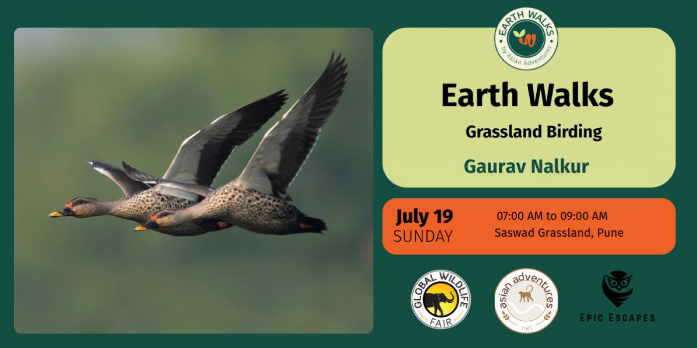 Grassland Birding