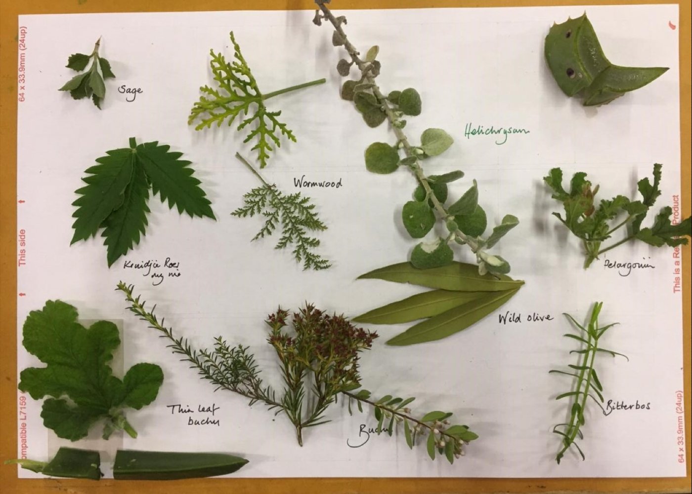 Fynbos Medicinal Plant Workhop