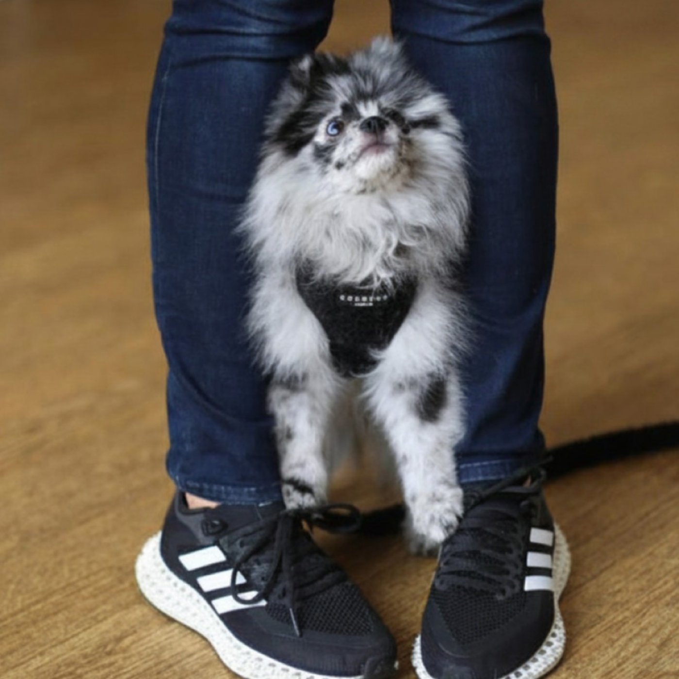 Puppy Training School SW1 Five-Week Course
